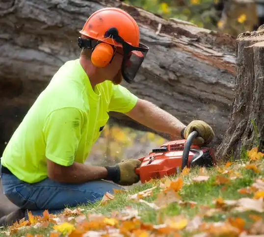 tree services Mineral Springs